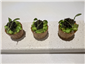 mackerel tartlet canape